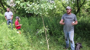 Full Licking Stick Setup "Oak Tree"