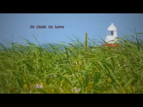 ザ・タイムス なぎさの誓い ソーマッチインラヴ オールディーズ