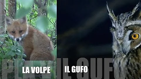 Quali animali cacciano di notte?