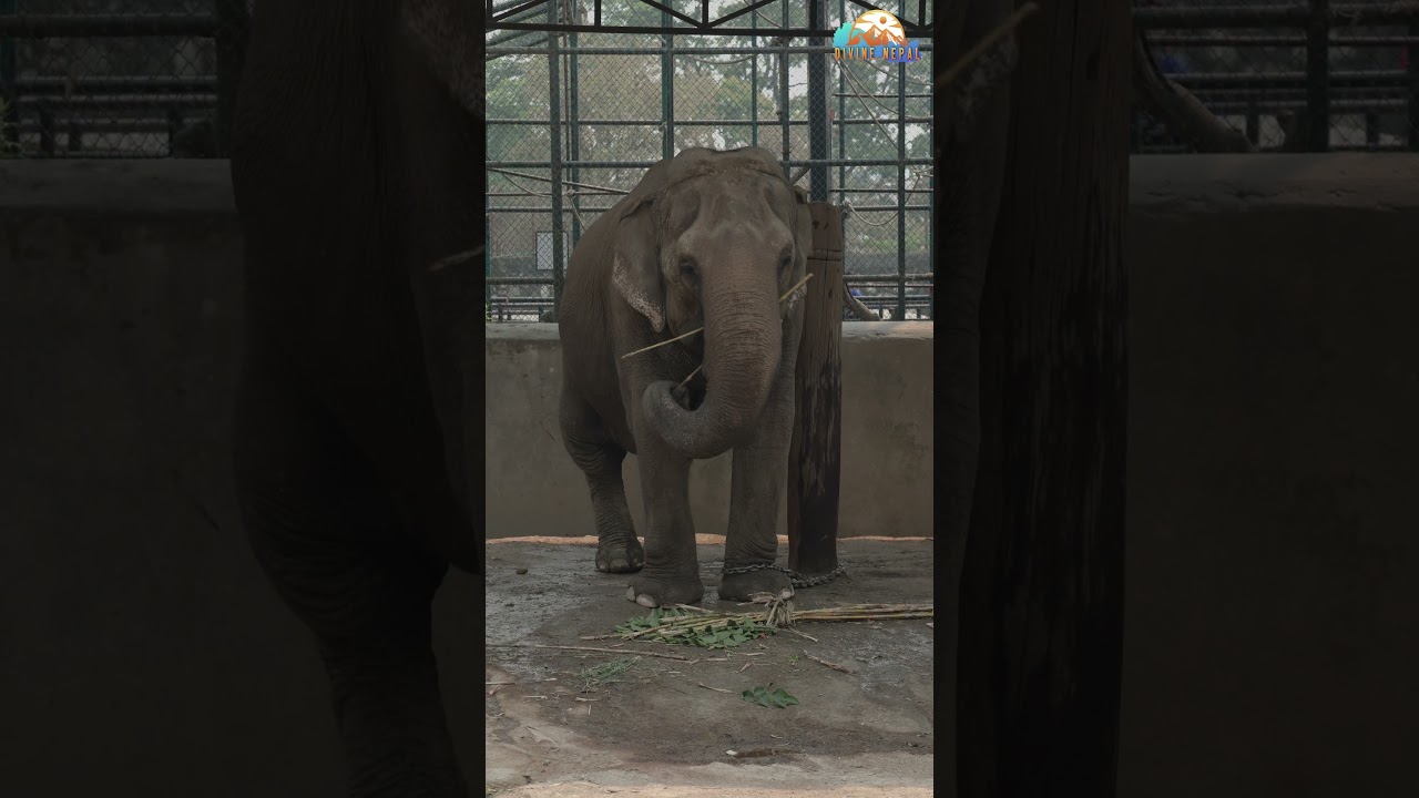 Elephant (Pawankali) || Central Zoo Jawalakhel. Lalitpur || Zoo in Nepal