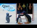 Pingus school activities   pingu  official channel  cartoons for kids