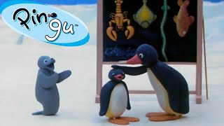 Pingu's School Activities 🐧 | Pingu - Official Channel | Cartoons For Kids
