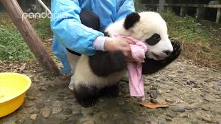 Nanny cleaning baby panda