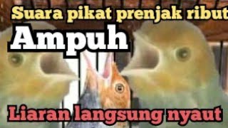 suara pikat prenjak kepala merah ribut liaran langsung nyaut/ampuh/anti zonk