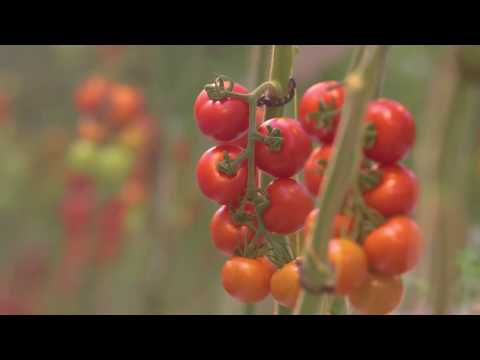 Kom in de Kas 2017 - zondag 2 april