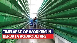 Timelapse of work done in a mud crab farm | Vertical Mud Crab RAS Farming Systems