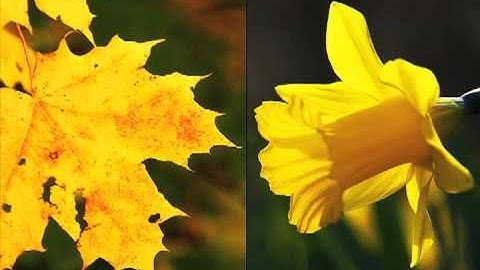 Teaching the Teacher to Use Visuals and Music