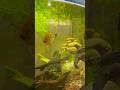 سمكة الانجل ريد ديفل الجميلة Aquariumfishfish Fish Fishspecies Angelfishtank سمك التغطيه Fres سمكة الانجل ريد ديفل الجميلة Aquariumfishfish Fish Fishspecies Angelfishtank سمك التغطيه Fres