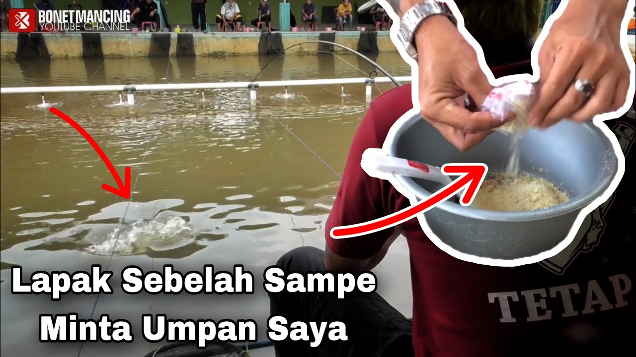 Umpan BLT Gacor Bikin Tetangga Ketar Ketir | Umpan Gacor Ikan Mas
