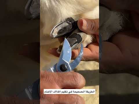 الطريقة الصحيحة في تقليم أظلاف الاغنام