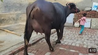 👍किसान के घर 16 किलोग्राम दूध वाली Top Quality Beautiful 2nd Lactation Murrah Buffalo 