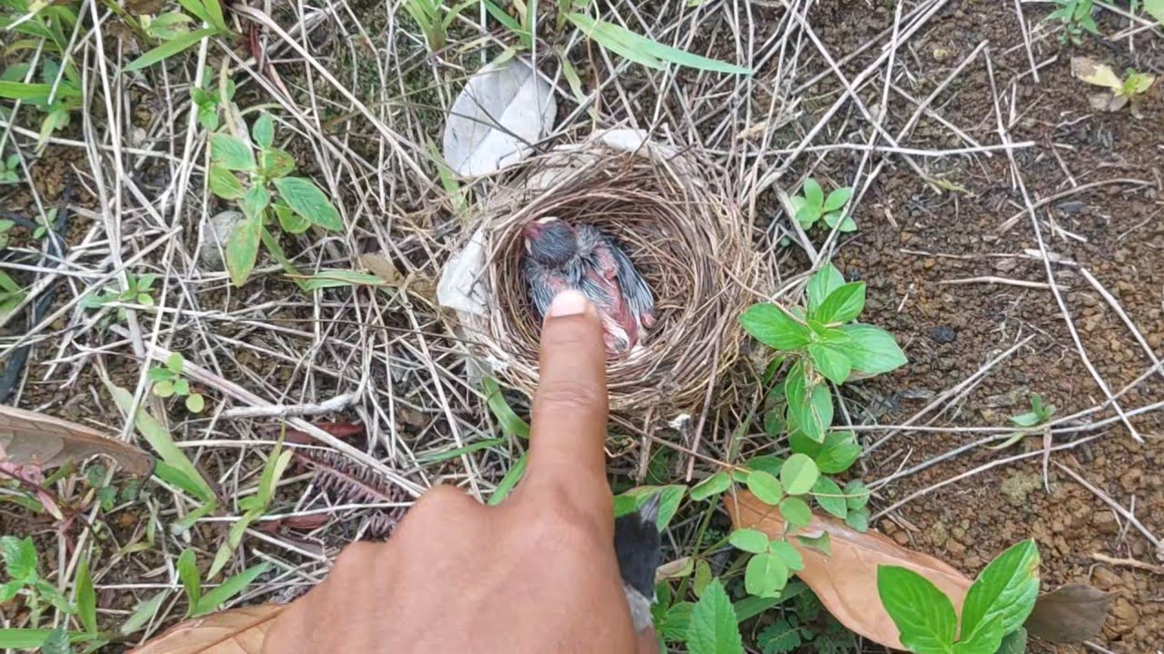 Ngebolang mencari burung kutilang dan trucukan di kebun sawit‼️