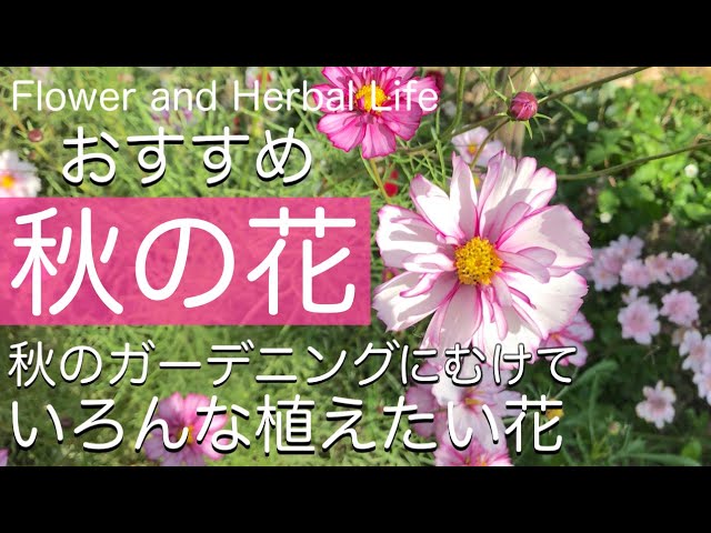 秋へのガーデニング計画 あなたの庭に最適な秋の花々 Youtube