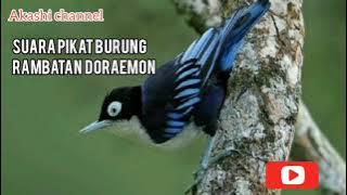 Suara pikat burung Rambatan/kesper Doraemon