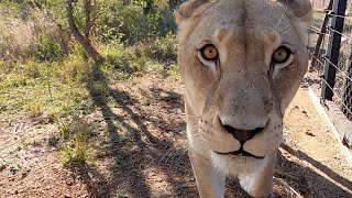 Moving Lions In Lockdown | The Lion Whisperer