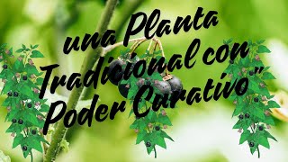 Yerba Mora 70 Beneficios Medicinales de una Planta Tradicional con Poder Curativo