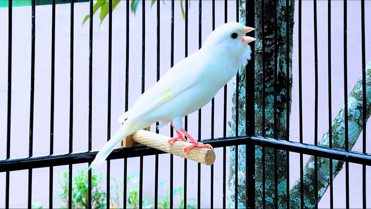 View of Top Canary Singing!! Belgian Canary Training Sound for Singing Practice ...