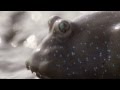 Mudskipper's high jumps - Nature's Greatest Dancers: Episode 1 Preview - BBC One