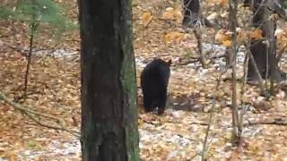 Bear2 10.28.16