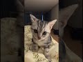😺 eles são tão fofos!#cat #pets #funny