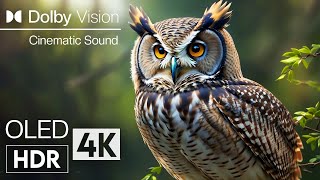 SHARPEST DETAIL DOLBY VISION 4K HDR | Animal Beauty with Cinematic Sound (Animal Colorful Life)