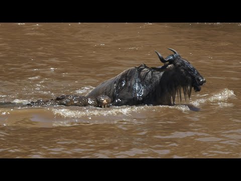 Crocodile Attacking Wildbeast at Mara River, Kenya | Wildbeast | Vega Nova