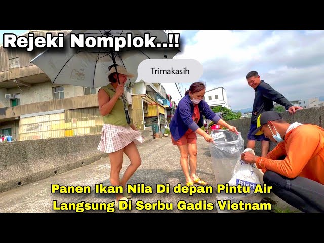 Rejeki Nomplok ..! Panen Ikan Nila Di Depan Pintu Air Langsung Di Serbu Cewek Vietnam class=