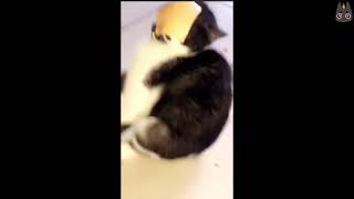 Cats Who Get Cheese to The Face! (A Compilation) by Neko Watch 6,950 views 3 years ago 5 minutes, 12 seconds