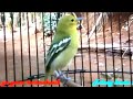 Sirtu Gacor Pancingan Sirtu Dijamin Langsung Gacor Mp3 - Mp4 Download