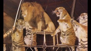 A Bengal tiger attacks and subdues the African male lion in a Russian Circus