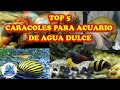 Top 5 caracoles para acuarios de agua dulce