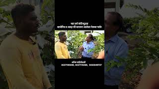 ४ वर्षांचा चमत्कार! पेरूची शेती 🌳 #BioRich #farming