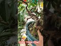ỔI QUÁI | NHÀ VƯỜN HÙNG OANH