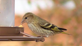 第2弾！スズメよりひと回り小さい、かわいいマツノキヒワが群れで来ました！Winter Birds: Many Pine Siskins Visiting Our Place!