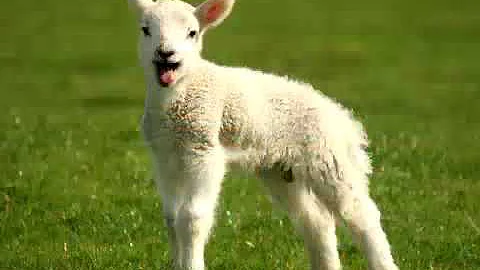 BMO ATM Fees Commercial (Fast)