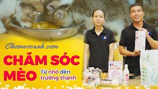 Cách nuôi mèo con mới đẻ 1,2 tháng tuổi đến trưởng thành. Kinh nghiệm chăm sóc mèo Anh lông ngắn dài