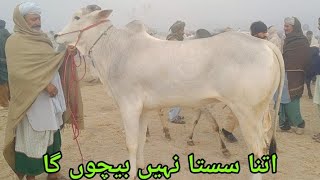 Dera Ghazi khan cattle market updates beautiful Dajli bull 🐂#03101656377 #bmp_animals #fyp