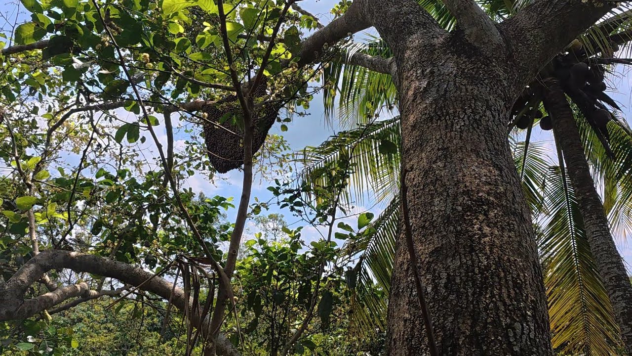 Chinh phục tổ ong mật đóng cây cao nhánh bị tét và cái kết buồn hiu.