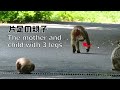 ニホンザル【片足の親子】The mother and child with 3 legs【snowmonkeys】