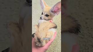 Fennec Foxes That Love Being With Their Owners