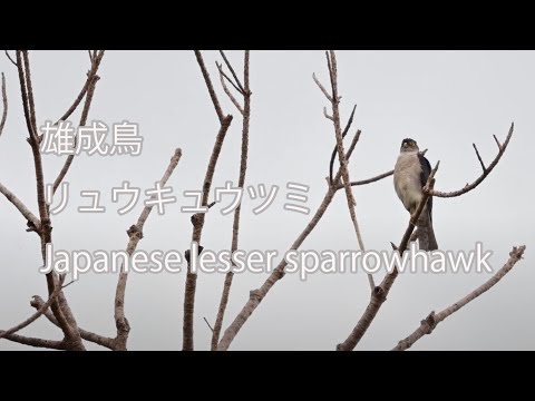 【雄成鳥】リュウキュウツミ Japanese lesser sparrowhawk