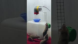 Best mouse trap idea