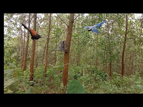 Video Bẫy chim phượng hoàng đất || bịp chúa phá đám ||| BÙI... - youtube