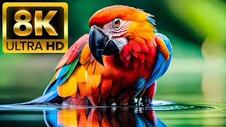 ANIMAL ADVENTURES: The Amazing Animals 8K ULTRA HD #8K