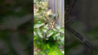 Spider 🕷️🕸️