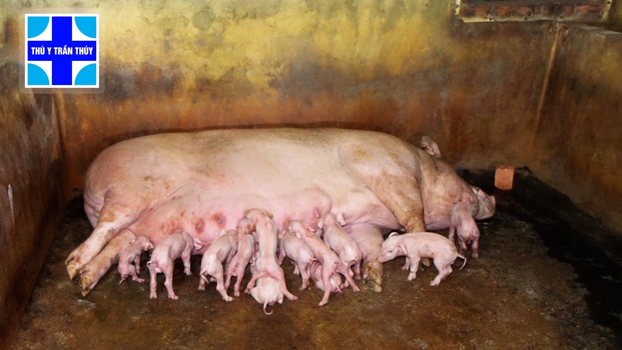 Nên nuôi lợn bằng cám khô hay cám ướt?