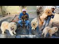 India's Chow Chow kennel | Brothers kennel