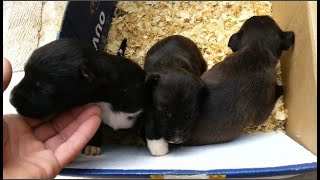 Rescue newborn puppies abandoned by the side of the road (part 1) by kitten&puppy are a life 67,004 views 3 years ago 3 minutes, 19 seconds