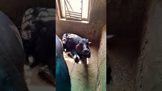 naukar Palna hai to Malik bnao #cow Haryana culture #