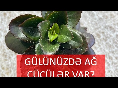 EV GÜLLƏRİNİZDƏ AĞ